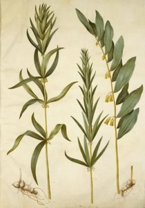 Polygonatum verticillatum (convallaria verticillata); Polygonatum multiflorum (grande convallaria) da Hans Simon Holtzbecker