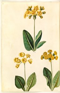 Primula ×polyantha (?); Primula veris (?) da Hans Simon Holtzbecker