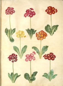 Primula ×pubescens (auricola da giardino)