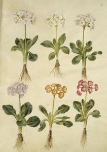 Primula ×pubescens (auricola da giardino) da Hans Simon Holtzbecker