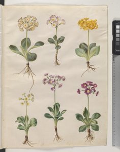 Primula ×pubescens Wulfen (auricola da giardino) da Hans Simon Holtzbecker
