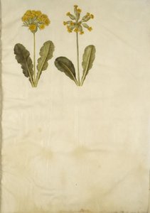 Primula veris (ibrido di primula veris); Primula veris da Hans Simon Holtzbecker