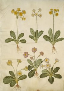 Primula veris (ibrido di primula conica); Primula vulgaris (ibrido di primula a fiore grande)
