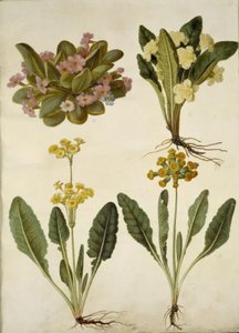 Primula vulgaris; Primula vulgaris (ibrido di primula a fiore grande); Primula veris (ibrido di primula comune) da Hans Simon Holtzbecker