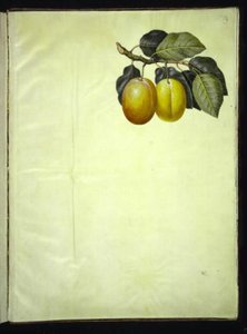Prunus domestica (prugna) da Hans Simon Holtzbecker