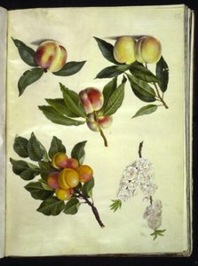 Prunus persica (pesca); Prunus armeniaca (albicocco) da Hans Simon Holtzbecker