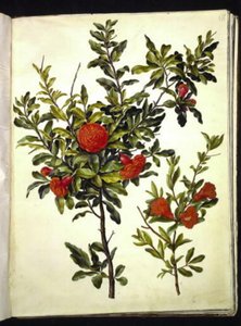 Punica granatum (melograno)