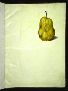 Pyrus communis (pero comune)