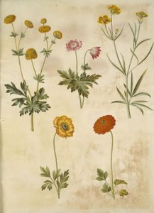 Ranunculus acris (ranuncolo comune); Anemone nemorosa (anemone dei boschi); Ranunculus illyricus (ranuncolo illirico); Ranunculus asiaticus (ranuncolo asiatico) da Hans Simon Holtzbecker