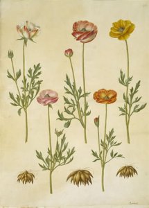 Ranunculus asiaticus (ranuncolo da giardino)