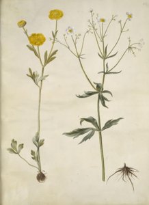 Ranunculus monspeliacus (ranuncolo di seta); Ranunculus aconitifolius (ranuncolo a foglie di aconito) da Hans Simon Holtzbecker