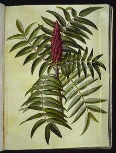 Rhus typhina