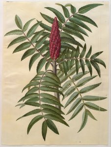 Rhus typhina da Hans Simon Holtzbecker