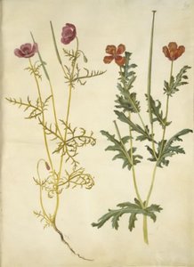 Roemeria hybrida; Glaucium corniculatum