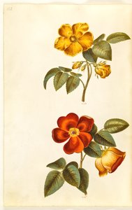 Rosa foetida (rosa gialla); Rosa foetida (rosa turca) da Hans Simon Holtzbecker