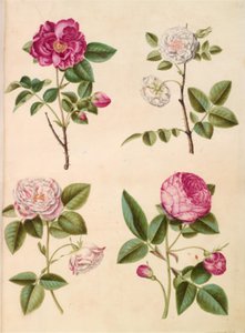 Rosa gallica (rosa gallica); Rosa ×alba (rosa bianca); Rosa gallica (Rosa Mundi); Rosa ×centifolia (rosa centifolia) da Hans Simon Holtzbecker