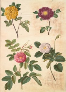 Rosa hemisphaerica; Rosa gallica; Rosa ×damascena