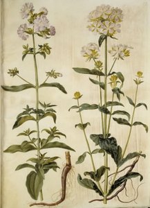 Saponaria officinalis (saponaria comune) da Hans Simon Holtzbecker