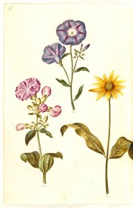 Saponaria officinalis (saponaria comune); Convolvulus tricolor (grembiule della vergine); Helianthus (?) (specie di girasole) da Hans Simon Holtzbecker