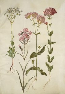 Saxifraga paniculata (sassifraga paniculata); Silene viscaria (viscaria comune); Silene armeria (silene armeria) da Hans Simon Holtzbecker