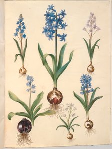 Scilla bifolia (scilla a due foglie); Hyacinthus orientalis (giacinto comune); Scilla amoena (scilla azzurra) da Hans Simon Holtzbecker