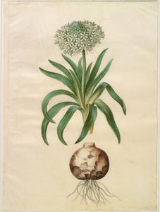 Scilla peruviana (scilla gigante) da Hans Simon Holtzbecker