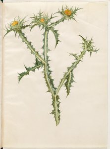 Scolymus hispanicus (cardo dorato spagnolo)