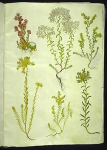 Sempervivum arachnoideum (sempervivum ragnatela); Sedum album (borracina bianca); Sedum acre (borracina acre); Sedum rupestre (borracina rupestre); Sedum sexangulare (borracina esagonale) da Hans Simon Holtzbecker