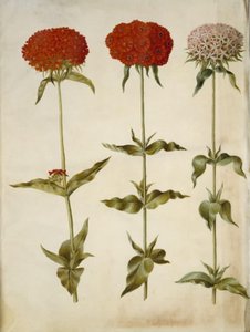 Silene chalcedonica (amore ardente) da Hans Simon Holtzbecker