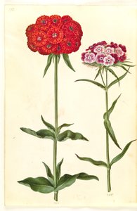 Silene chalcedonica (amore ardente); Dianthus barbatus (garofano dei poeti) da Hans Simon Holtzbecker