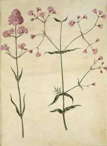 Silene viscaria; Silene da Hans Simon Holtzbecker