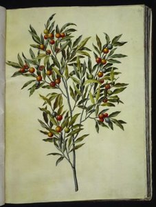 Solanum pseudocapsicum (corallo di Gerusalemme) da Hans Simon Holtzbecker
