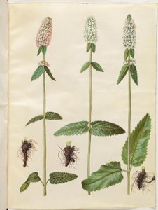 Stachys officinalis (betonica officinale)