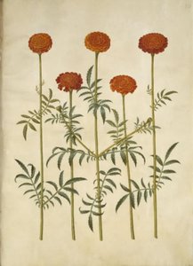 Tagetes patula (fiore di velluto espanso) da Hans Simon Holtzbecker