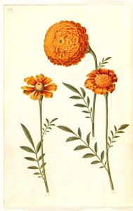 Tagetes patula (fiore di velluto aperto) da Hans Simon Holtzbecker