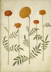 Tagetes patula; Tagetes erecta da Hans Simon Holtzbecker