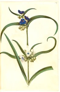 Tradescantia virginiana o Tradescantia ohiensis (?) da Hans Simon Holtzbecker