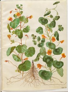 Tropaeolum minus da Hans Simon Holtzbecker