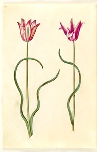 Tulipa clusiana (tulipano di Clusius) da Hans Simon Holtzbecker