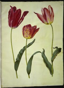 Tulipa gesneriana (tulipano da giardino) da Hans Simon Holtzbecker