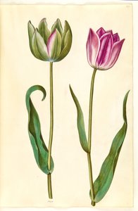 Tulipa gesneriana