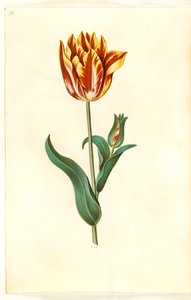 Tulipa gesneriana (tulipano da giardino)