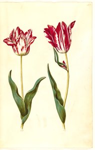 Tulipa gesneriana (tulipano da giardino) da Hans Simon Holtzbecker