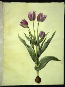 Tulipa gesneriana (tulipano da giardino)