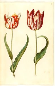 Tulipa gesneriana (tulipano da giardino) da Hans Simon Holtzbecker
