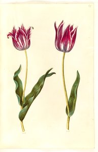 Tulipa gesneriana (tulipano da giardino) da Hans Simon Holtzbecker