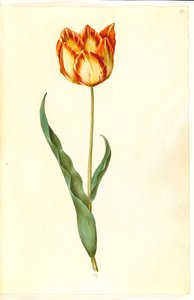 Tulipa gesneriana (tulipano da giardino)