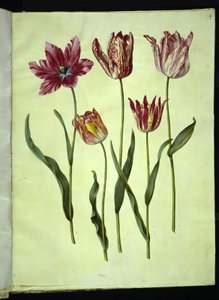 Tulipa gesneriana (tulipano da giardino) da Hans Simon Holtzbecker