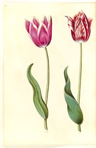Tulipa gesneriana (tulipano da giardino) da Hans Simon Holtzbecker