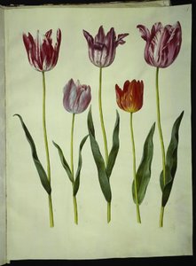 Tulipa gesneriana da Hans Simon Holtzbecker